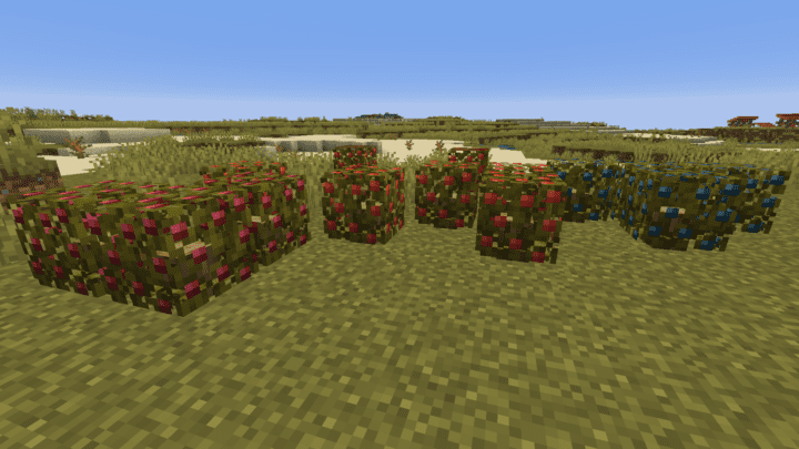 Berry bushes in Minecraft