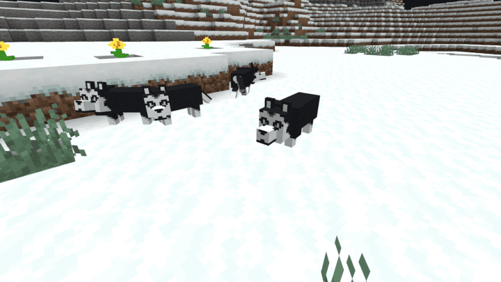 Minecraft Husky in a snowy biome